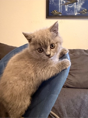 Britisch Kurzhaar (BKH) Kitten in 2 wochen abzugeben 