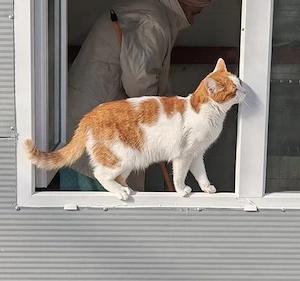 verspielte und verschmuste junge Katze Molly sucht ein schönes Zuhause mit Artgenossen
