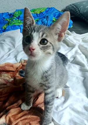 Romeo sucht für immer Zuhause 
