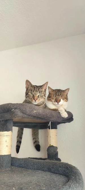 2 Brüder, EKH, 1 Jahr alt, FREIGÄNGER