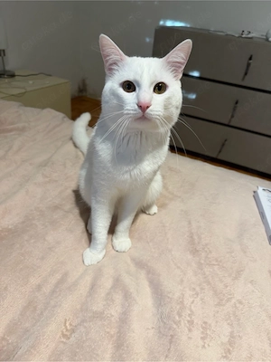 ein schöner Kater 
