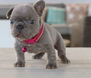 Hervorragende französische Bulldogge verfügbar