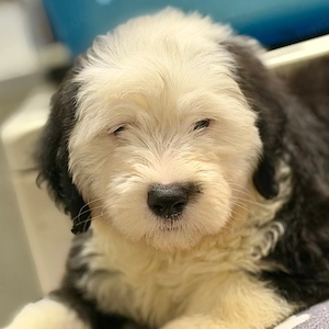 Old English Sheepdog Welpen   Liebevoll in der Familie aufgezogen.