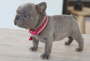 Französische Bulldogge