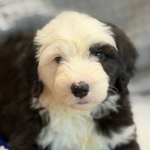 Old English Sheepdog-Welpen   liebevoll in der Familie aufgezogen & bereit für ihr Zuhause fürs Lebe