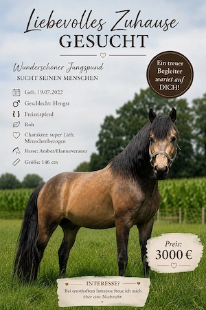 junger Hengst zu Verkaufen 