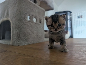 BKH Kitten zum abgeben 