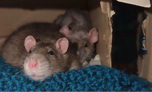 Zwei Ratten mit großen Käfig und Zubehör
