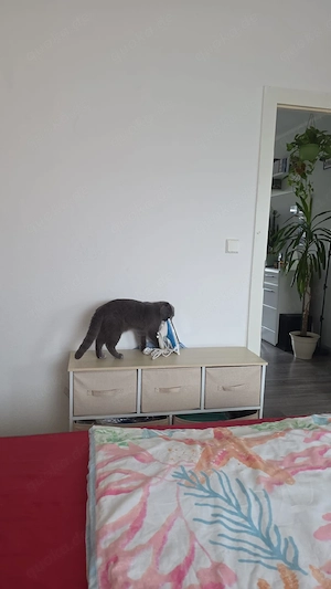 Kater abzugeben 