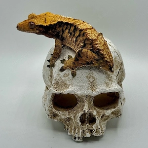 0.1 Orange Harlequin Kronengecko - Zuchtweibchen