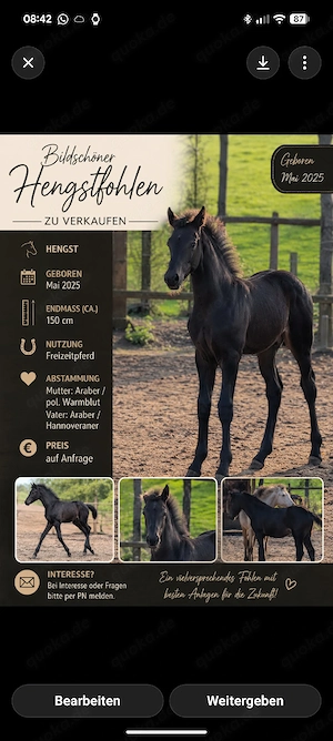 Jährlingshengst zu verkaufen