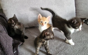 Katzenkinder 