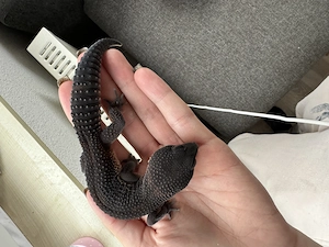 Wunderschönes Black Night Leopardgecko Männchen mit Terrarium 