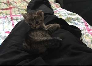 Katzenbaby abzugeben