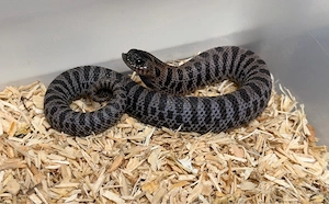Sable, Heterodon Nasicus, Hakennasennatter