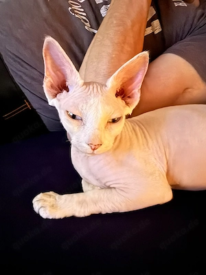 Habe eine sphinxkatze abzugeben 