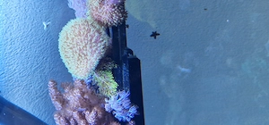 Combination sarcophyton neon grün und affenharr 