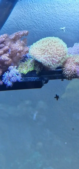 Combination sarcophyton neon grün und affenharr 