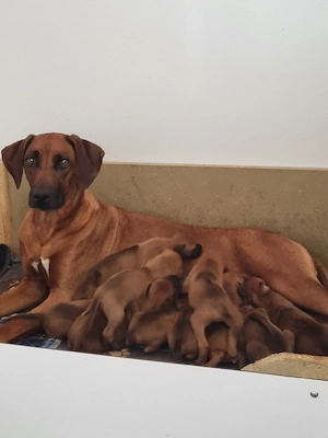 Rhodesian Ridgeback  Welpen 