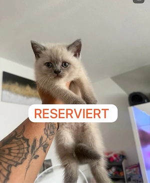 BKH kitten 