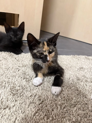 Fünf EKH Kitten 