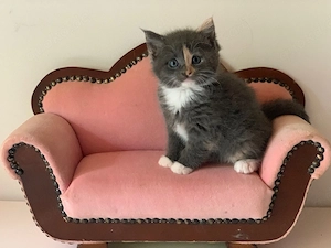 Maine coon Russisch blau Kätzchen Kitten Babykatze 