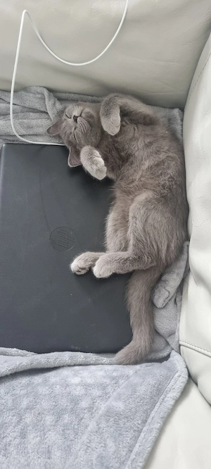 süßer Katzen zu verkaufen 