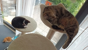 BKH Kitten Mädchen und Junge 