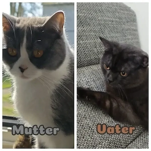    Britisch Kurzhaar (BKH) & Britisch Langhaar (BLH) Kitten suchen ein liebevolles Zuhause   