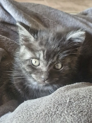 Bkh Mix Kater 