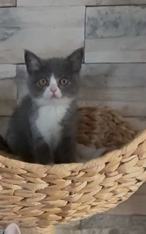 Britisch Kurzhaar kitten 