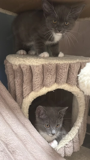 Britisch Kurzhaar kitten 