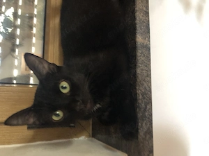 Luna sucht ein liebevolles zu Hause mit Freigang
