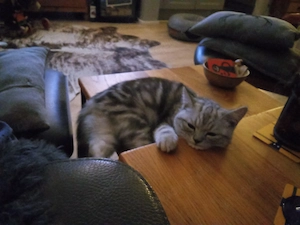 Britisch Kurzhaar kater