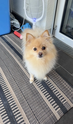 Spitz Zweispitz  Pomerania 