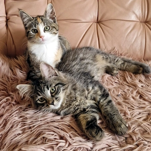 Kitten kätzchen katzenbabys katze edelmix von  neva masquarade