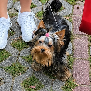 Yorkshire Terrier Rüde.