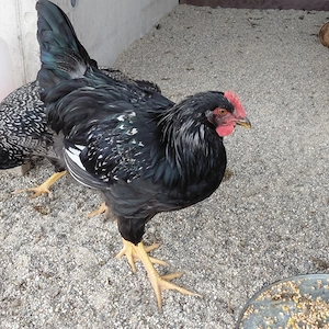Barnevelder Junghähne