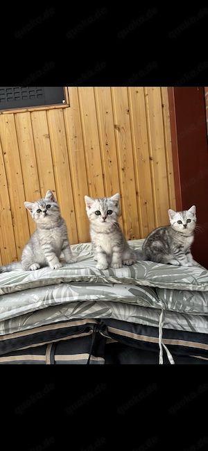 BKH Kitten Britisch Kurzhaar Katze
