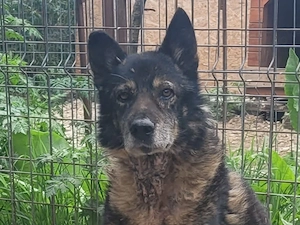 VIRGIL, eher ruhig, friedlich, dankbar und freundlich Bild 3