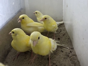  Kanarienvögel