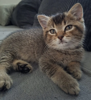 Britisch Kurzhaar (BKH) Kater in Golden Tabby sucht ein liebevolles Zuhause