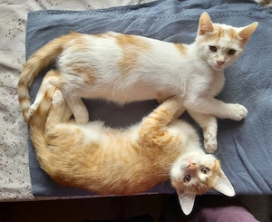 Waldkatzenmix Glückskätzchen Kitten abgabebereit