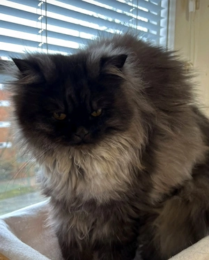 Reinrassige Britisch Langhaar Katze BLH weiblich chocolate smoke sehr lieb