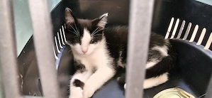 Babykatzen in liebevolle Hände abzugeben 