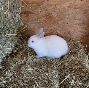 Zwergkaninchen Rammler 4 Monate alt 