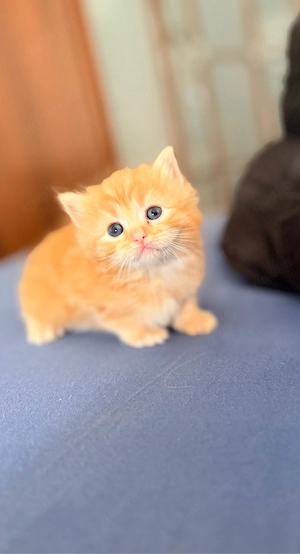 Ragdoll-Main Coon Mix Kater langhaar sucht noch immer sein neues zuhause 