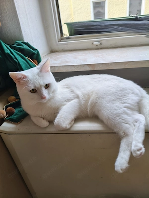  2mänliche katzen sind 1.5 alt wer fragen intesse hat pn