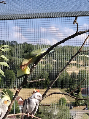 Unzertrennliche, Zwerg Papageien 