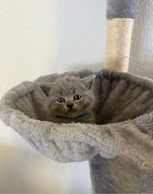 Britisch Kurzhaar Kitten